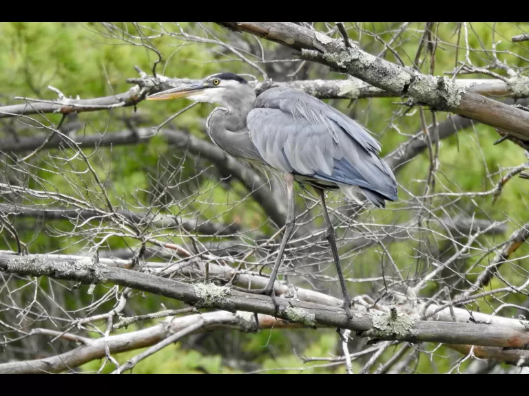 An eastern phoebe at Hamlen Woods in Wayland, photographed by Chuck Hill.