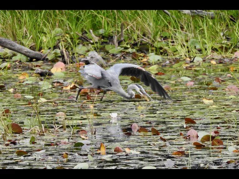 An eastern phoebe at Hamlen Woods in Wayland, photographed by Chuck Hill.