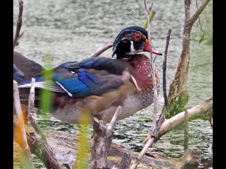 A gray catbird in Wayland, photographed by Joan Chasan.