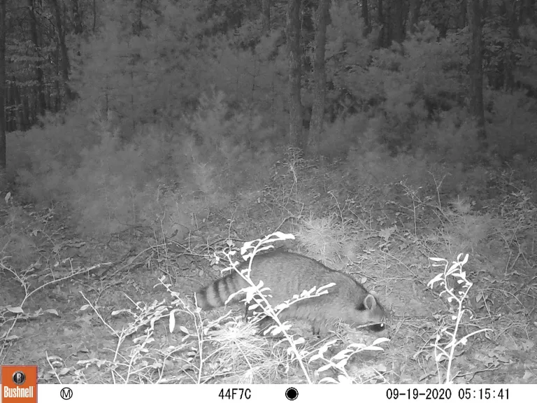 A white-tailed deer at SVT's General Federation of Women's Clubs of Massachusetts Memorial Forest in Sudbury, photographed with an automatically triggered wildlife camera by Craig Smith.