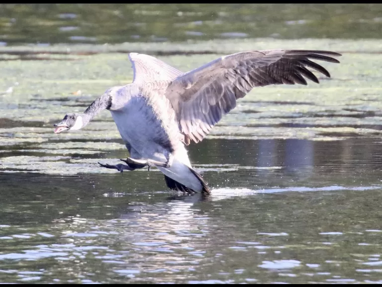 A Canada goose at Hager Pond in Marlborough, photographed by Steve Forman.