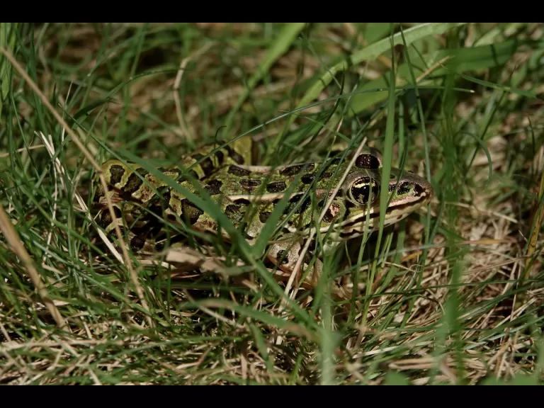 A bumble bee at Greenways Conservation Area in Wayland, photographed by Victoria Holland.