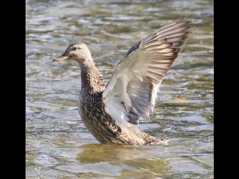A Canada goose at Hager Pond in Marlborough, photographed by Steve Forman.