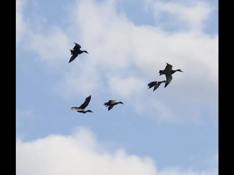 A Canada goose at Hager Pond in Marlborough, photographed by Steve Forman.
