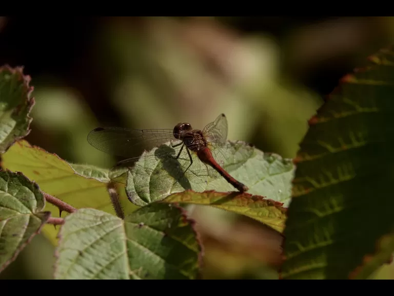 A bumble bee at Greenways Conservation Area in Wayland, photographed by Victoria Holland.