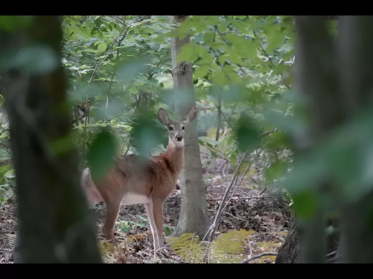 A bumble bee at Greenways Conservation Area in Wayland, photographed by Victoria Holland.