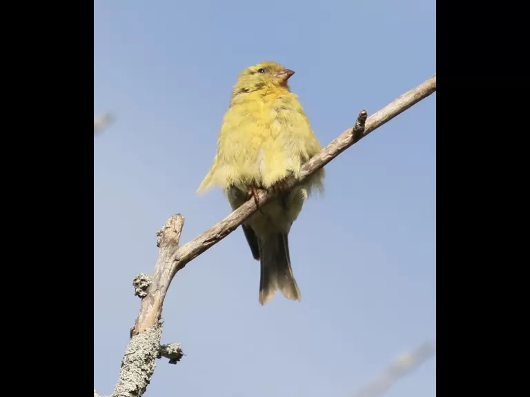 An American goldfinch at Breakneck Hill Conservation Land in Southborough, photographed by Steve Forman.