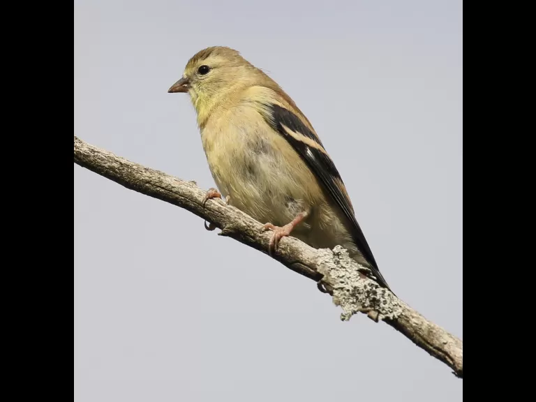 An American goldfinch at Breakneck Hill Conservation Land in Southborough, photographed by Steve Forman.