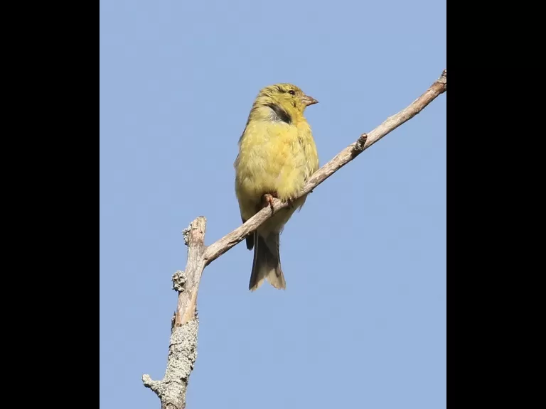 An American goldfinch at Breakneck Hill Conservation Land in Southborough, photographed by Steve Forman.