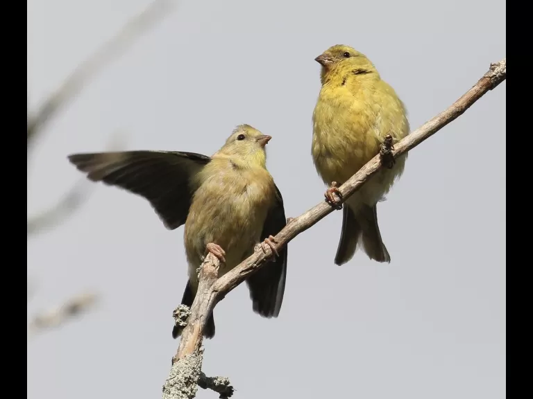 An American goldfinch at Breakneck Hill Conservation Land in Southborough, photographed by Steve Forman.