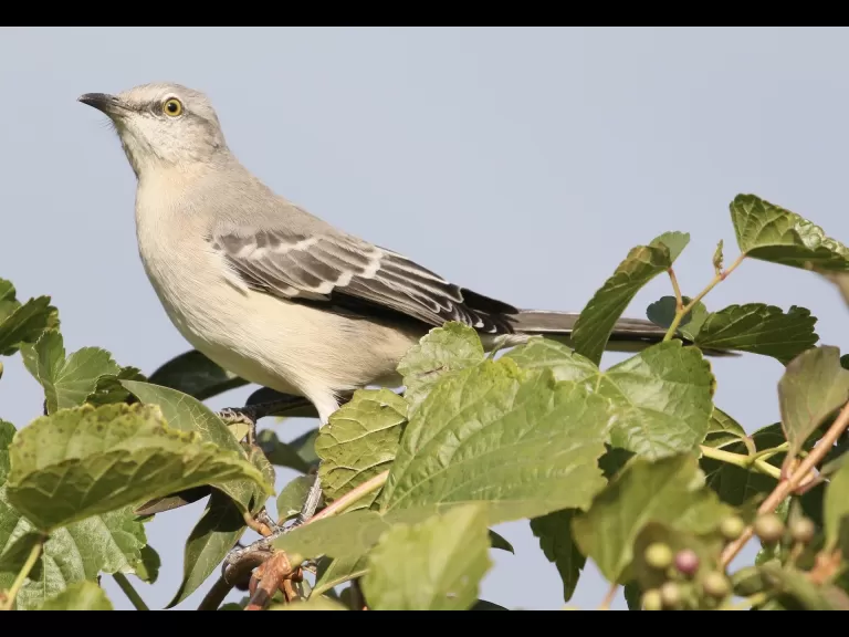 An American goldfinch at Breakneck Hill Conservation Land in Southborough, photographed by Steve Forman.
