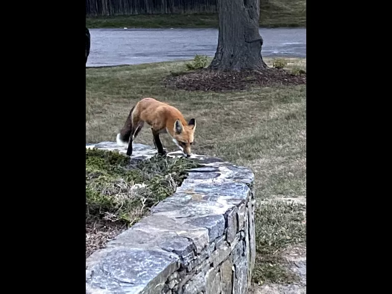 A red fox in Framingham, photographed by Duncan Speel.