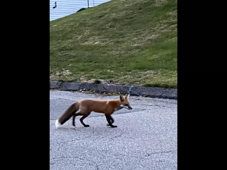 A red fox in Framingham, photographed by Duncan Speel.