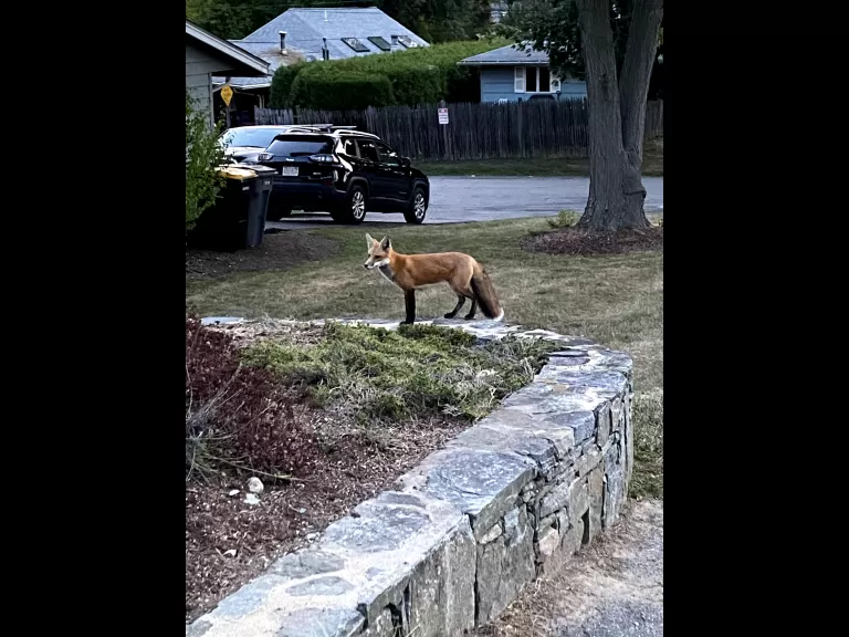 A red fox in Framingham, photographed by Duncan Speel.