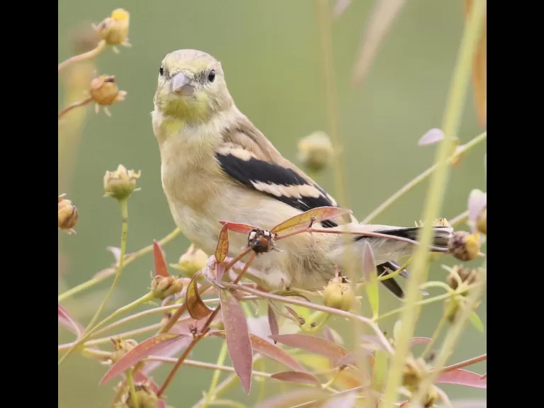 An American goldfinch at Breakneck Hill Conservation Land in Southborough, photographed by Steve Forman.