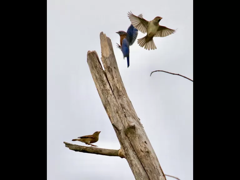 An American goldfinch at Breakneck Hill Conservation Land in Southborough, photographed by Steve Forman.