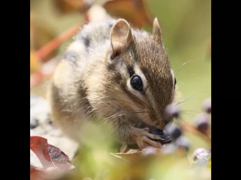 An American goldfinch at Breakneck Hill Conservation Land in Southborough, photographed by Steve Forman.