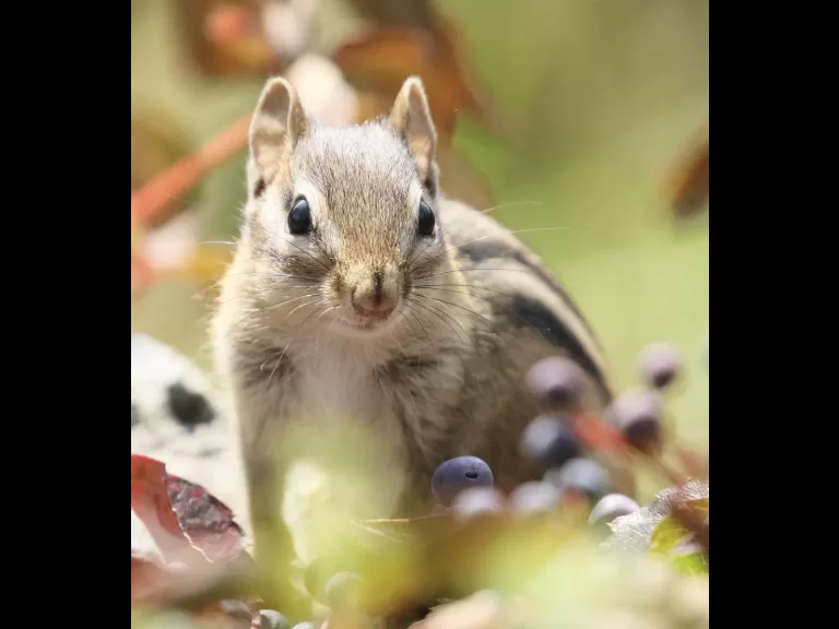 An American goldfinch at Breakneck Hill Conservation Land in Southborough, photographed by Steve Forman.