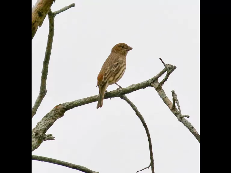 An American goldfinch at Breakneck Hill Conservation Land in Southborough, photographed by Steve Forman.