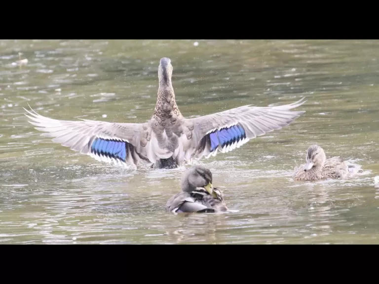 Mallards at Hager Pond in Marlborough, photographed by Steve Forman.