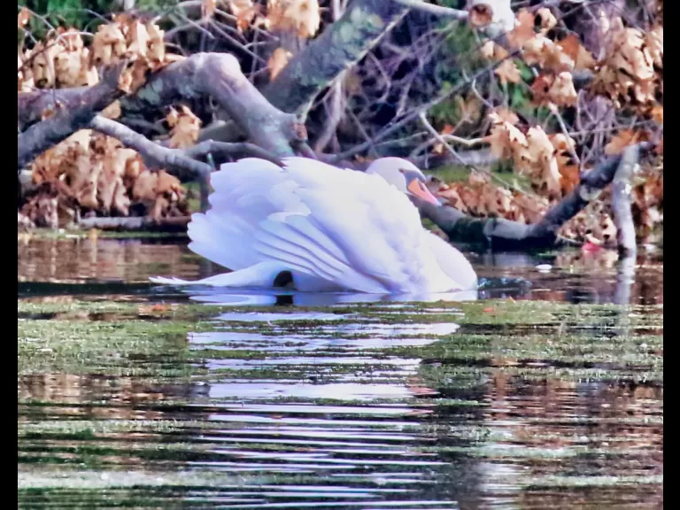 A mute swan at Hager Pond in Marlborough, photographed by Steve Forman.