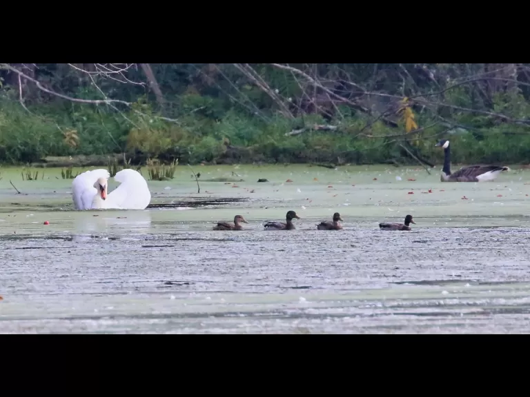 A mute swan at Hager Pond in Marlborough, photographed by Steve Forman.