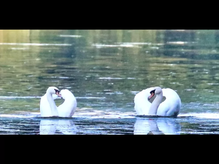 A mute swan at Hager Pond in Marlborough, photographed by Steve Forman.