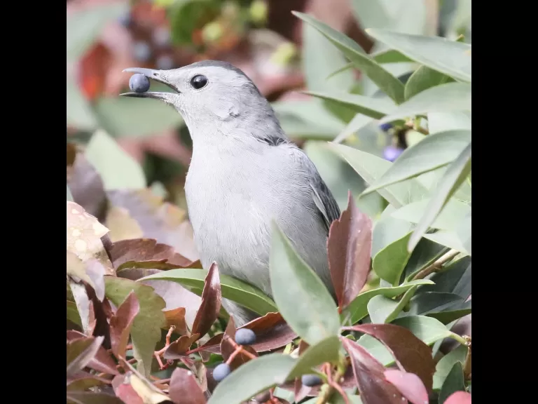 A gray catbird at Breakneck Hill Conservation Land in Southborough, photographed by Steve Forman.