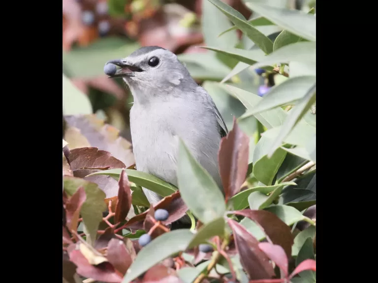 A gray catbird at Breakneck Hill Conservation Land in Southborough, photographed by Steve Forman.