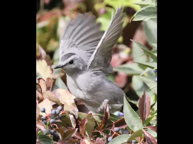 A gray catbird at Breakneck Hill Conservation Land in Southborough, photographed by Steve Forman.