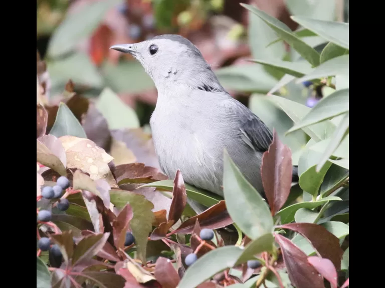 A gray catbird at Breakneck Hill Conservation Land in Southborough, photographed by Steve Forman.