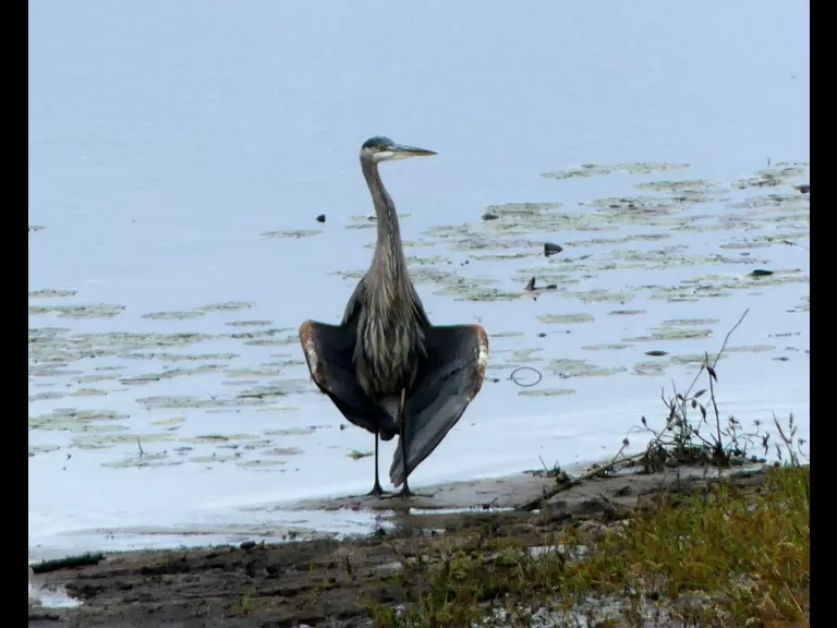 A great blue heron on the Sudbury River in Lincoln, photographed by Harold McAleer.