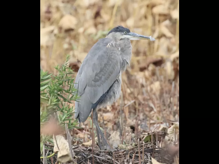 Canada geese at Great Meadows in Concord, photographed by Steve Forman.