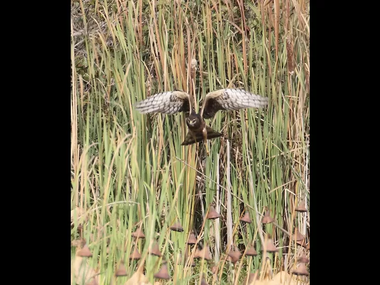 Canada geese at Great Meadows in Concord, photographed by Steve Forman.