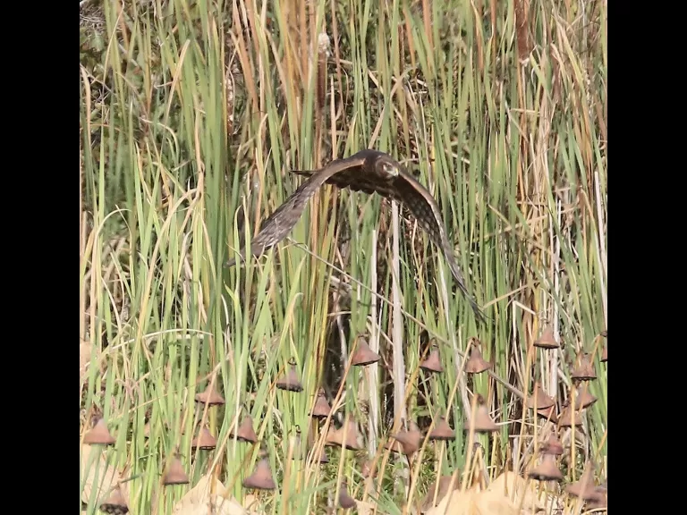 Canada geese at Great Meadows in Concord, photographed by Steve Forman.