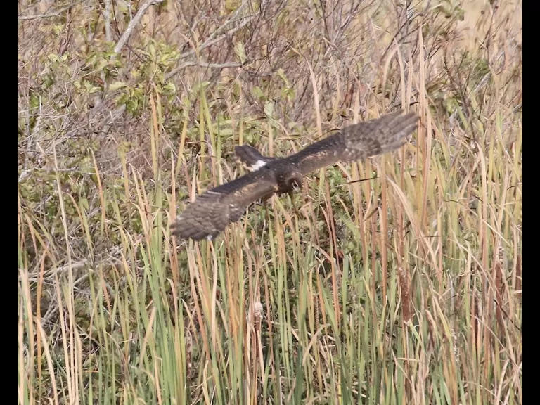 Canada geese at Great Meadows in Concord, photographed by Steve Forman.