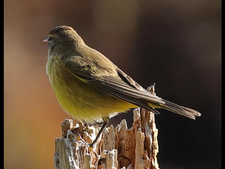 An eastern kingbird at Assabet River National Wildlife Refuge in Sudbury, photographed by Dan Trippe.