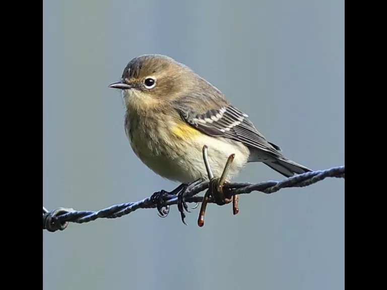 An eastern kingbird at Assabet River National Wildlife Refuge in Sudbury, photographed by Dan Trippe.