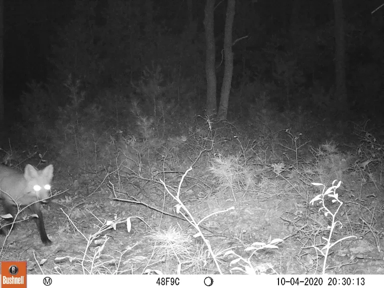 A white-tailed deer at SVT's General Federation of Women's Clubs of Massachusetts Memorial Forest in Sudbury, photographed with an automatically triggered wildlife camera by Craig Smith.