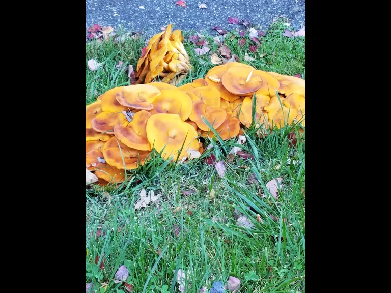 Jack-o'-lantern mushrooms in Northborough, photographed by Marnie Frankian.