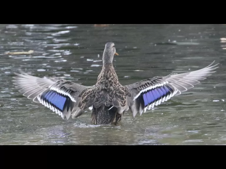A great blue heron at Hager Pond in Marlborough, photographed by Steve Forman.