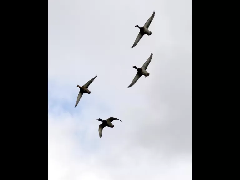 A great blue heron at Hager Pond in Marlborough, photographed by Steve Forman.