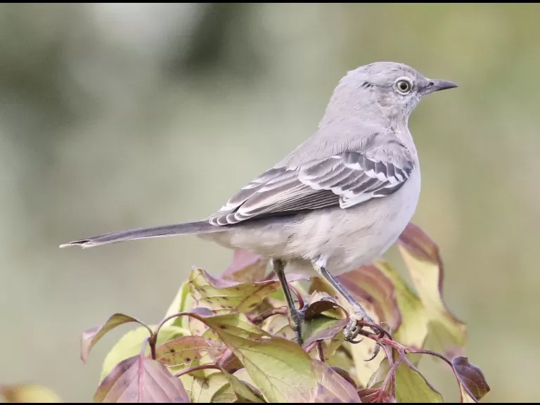 A northern mockingbird at Breakneck Hill Conservation Land in Southborough, photographed by Steve Forman.