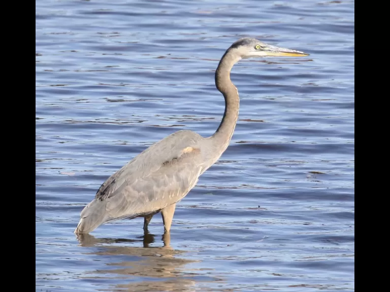 A great blue heron at Foss Reservoir in Framingham, photographed by Steve Forman.