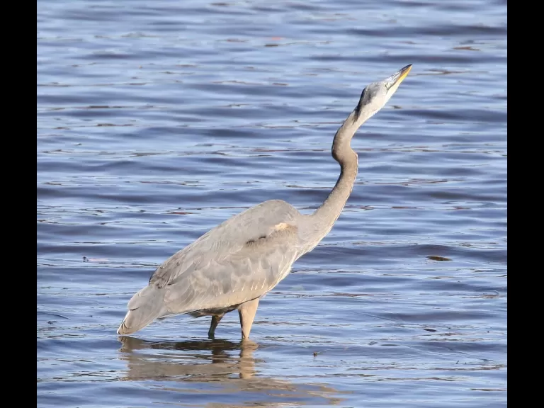 A great blue heron at Foss Reservoir in Framingham, photographed by Steve Forman.