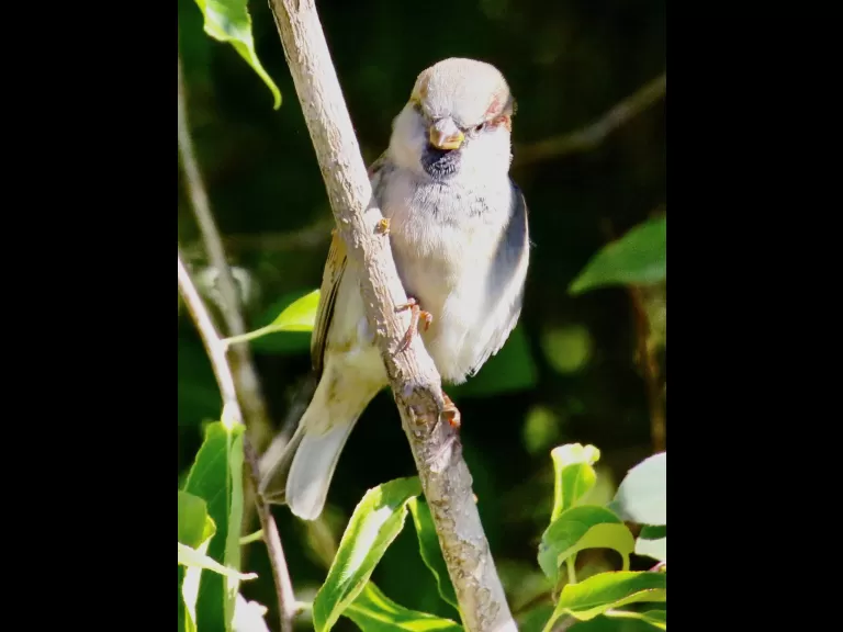 A house sparrow at Breakneck Hill Conservation Land in Southborough, photographed by Steve Forman.