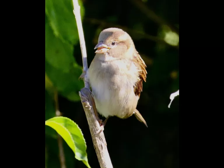 A house sparrow at Breakneck Hill Conservation Land in Southborough, photographed by Steve Forman.