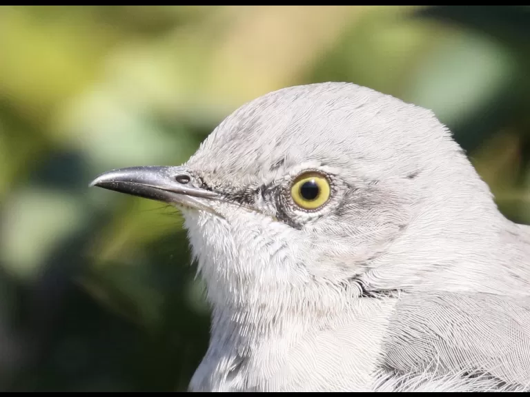 A house sparrow at Breakneck Hill Conservation Land in Southborough, photographed by Steve Forman.