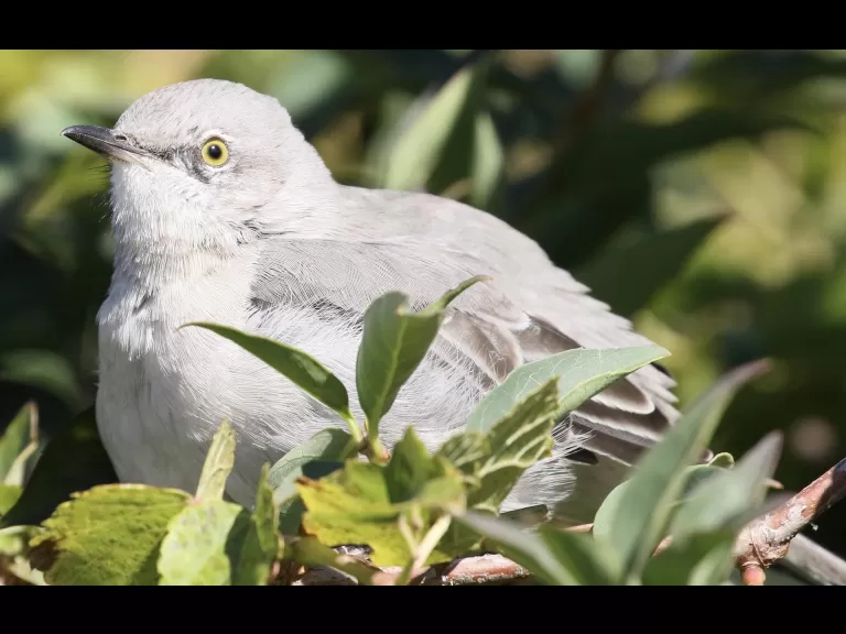 A house sparrow at Breakneck Hill Conservation Land in Southborough, photographed by Steve Forman.