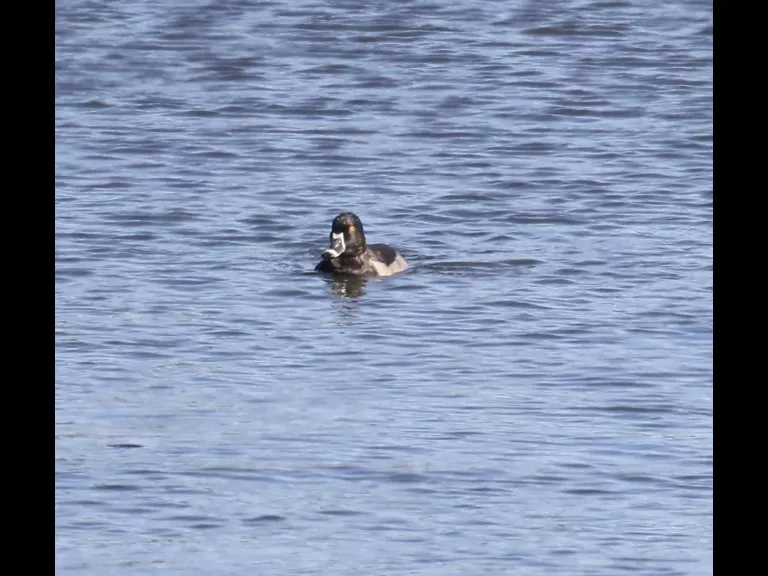 A great blue heron at Foss Reservoir in Framingham, photographed by Steve Forman.
